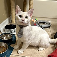 adopt a pet