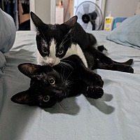 adopt-pet