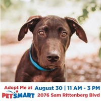 adopt a pet