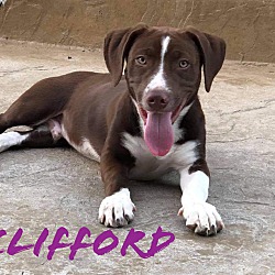 Thumbnail photo of Clifford #1