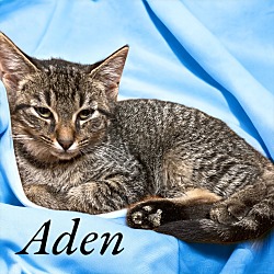 Photo of Aden