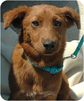 irish setter border collie mix