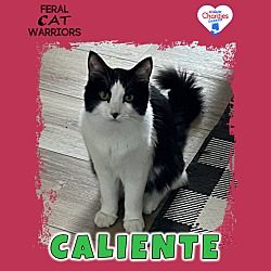 Photo of Caliente