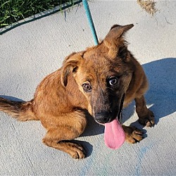 Thumbnail photo of Roxy(Adoption fee $300) #2