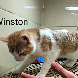 Thumbnail photo of Winston #4