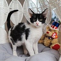 adopt a pet