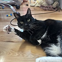 adopt a pet