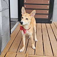 adopt-pet