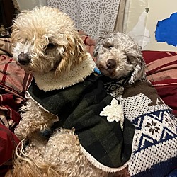 Troy, MI - Miniature Poodle. Meet Ping a Pet for Adoption - AdoptaPet.com