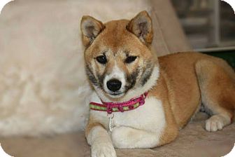 Manassas Va Shiba Inu Meet Kami A Pet For Adoption