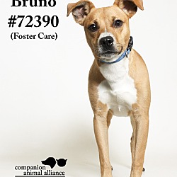 Thumbnail photo of Bruno  (Foster Care) #3