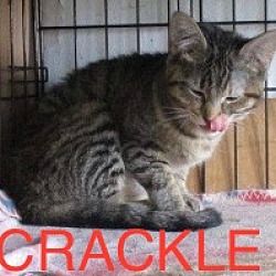 Thumbnail photo of Snap &  Crackle #2