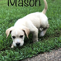 Thumbnail photo of Mason~adopted! #2