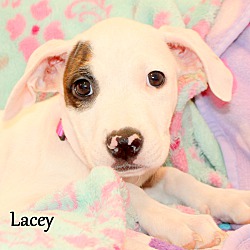 Thumbnail photo of Lacey ~ meet me! #3