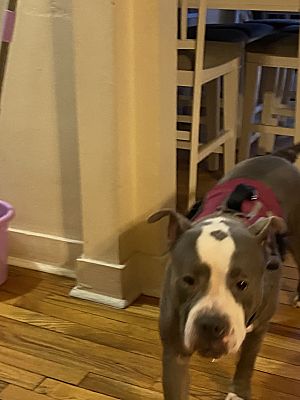 Springfield, MA - American Pit Bull Terrier/American Bulldog. Meet ...