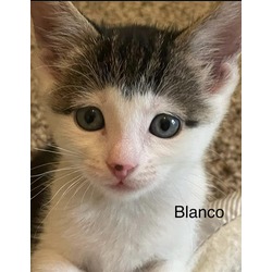 Photo of BLANCO