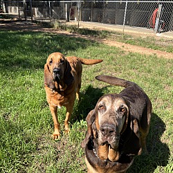 bonded pet photo