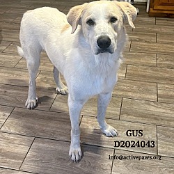 Thumbnail photo of Gus #1