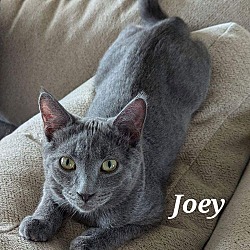 Thumbnail photo of Joey #1