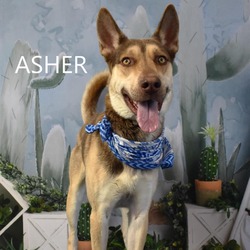 Thumbnail photo of Asher #1