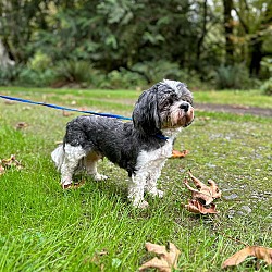 Thumbnail photo of Charlie a senior Havanese #2