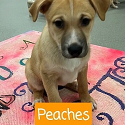 Thumbnail photo of Peaches- In a foster home #1