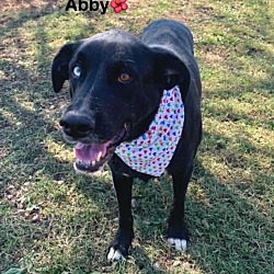 Thumbnail photo of Abby #4