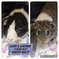 bonded pet photo