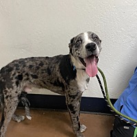 adopt-pet