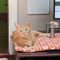 adopt a pet