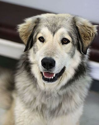 Tulsa Ok Great Pyrenees Meet Max A Pet For Adoption