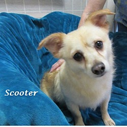 Thumbnail photo of Scooter #1