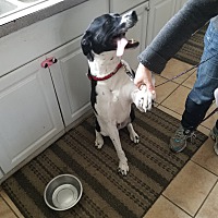 Spca Of Connecticut Inc In Monroe Connecticut