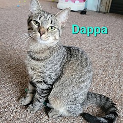 Thumbnail photo of Dappa #1
