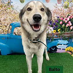 Photo of Balto