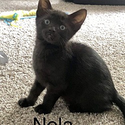 Photo of Nola
