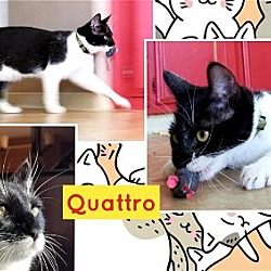 Thumbnail photo of QUATTRO #1