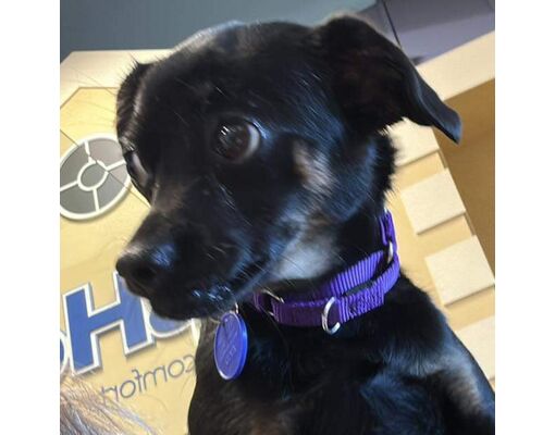 Las Vegas, Nv - Chihuahua. Meet Tina Rr Cal A Pet For Adoption 