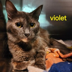 Thumbnail photo of Violet #1