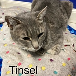 Thumbnail photo of Tinsel #4