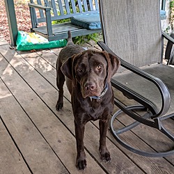 bonded pet photo