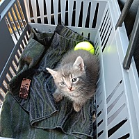 adopt a pet