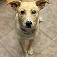 adopt a pet