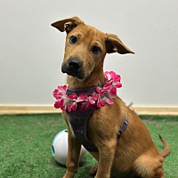 adopt a pet