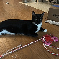 adopt a pet