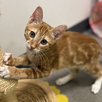 adopt a pet
