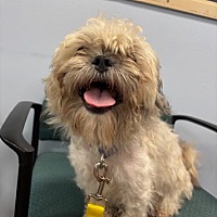adopt a pet