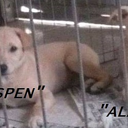 Thumbnail photo of Aspen (adoption in process) #3