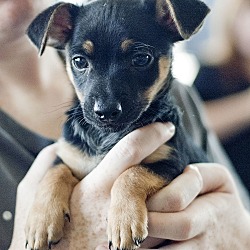 Thumbnail photo of Versace - Chanel pup #3