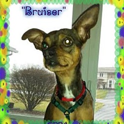 Thumbnail photo of Bruiser #2